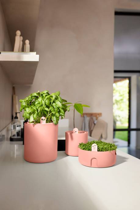 bouncy basil terra caramel